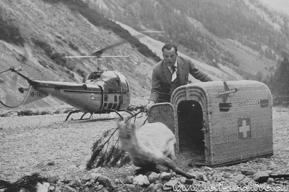 1958 - Glacier pilot Hermann Geiger gives back the freedom to a chamois moved from the Swiss to the Austrian Alps with the help of the Bell 47J Ranger (HAB)