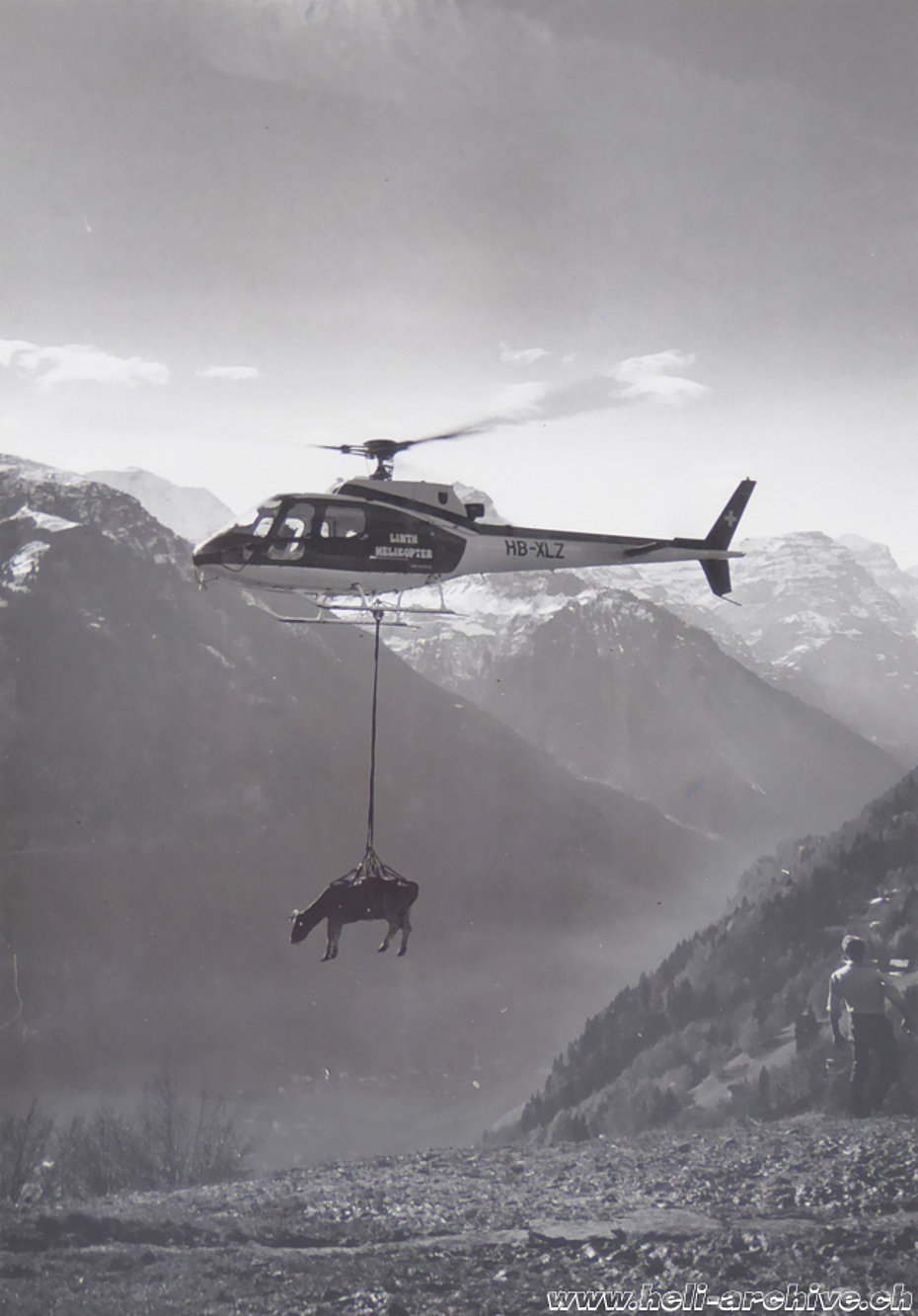 Glarus Alps, early 1980s - An injured cow, hanging in the transport net of the AS 350B Ecureuil HB-XLZ, is airlifted from a mountainous meadow (family Kolesnik)